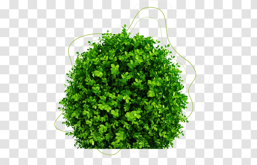 Green Grass Background - Flower - Annual Plant Vegetable Transparent PNG