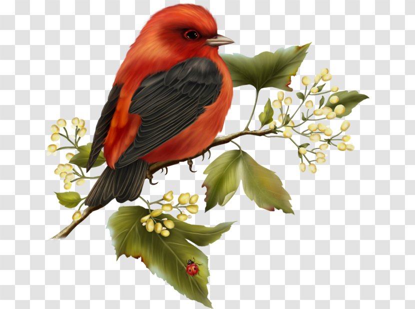Bird Parrot Clip Art - Hummingbird - Red And Black Free Clipart Transparent PNG