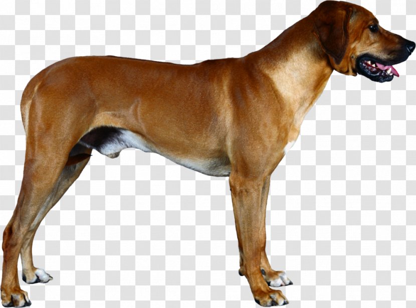 Rhodesian Ridgeback Redbone Coonhound Broholmer Tosa English Foxhound - Puppy Transparent PNG