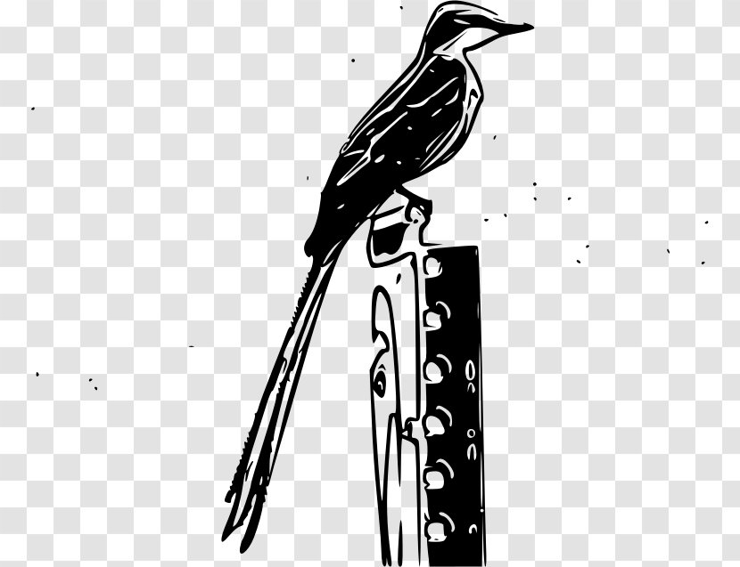 Bird Passerine Vertebrate Scissor-tailed Flycatcher - Drawing Transparent PNG