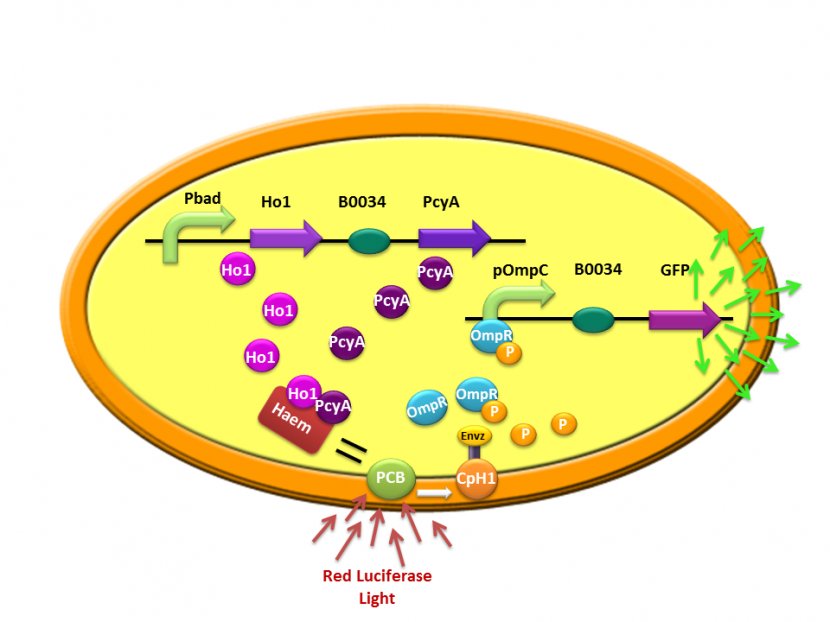 Bacteria Plasmid Clip Art - Cartoon Transparent PNG