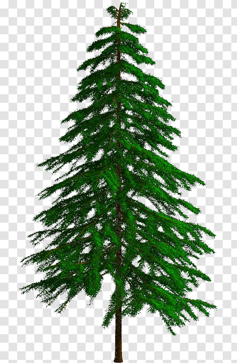 Spruce Fir Pine Larch Christmas Tree - Conifers - Mo Salah Transparent PNG