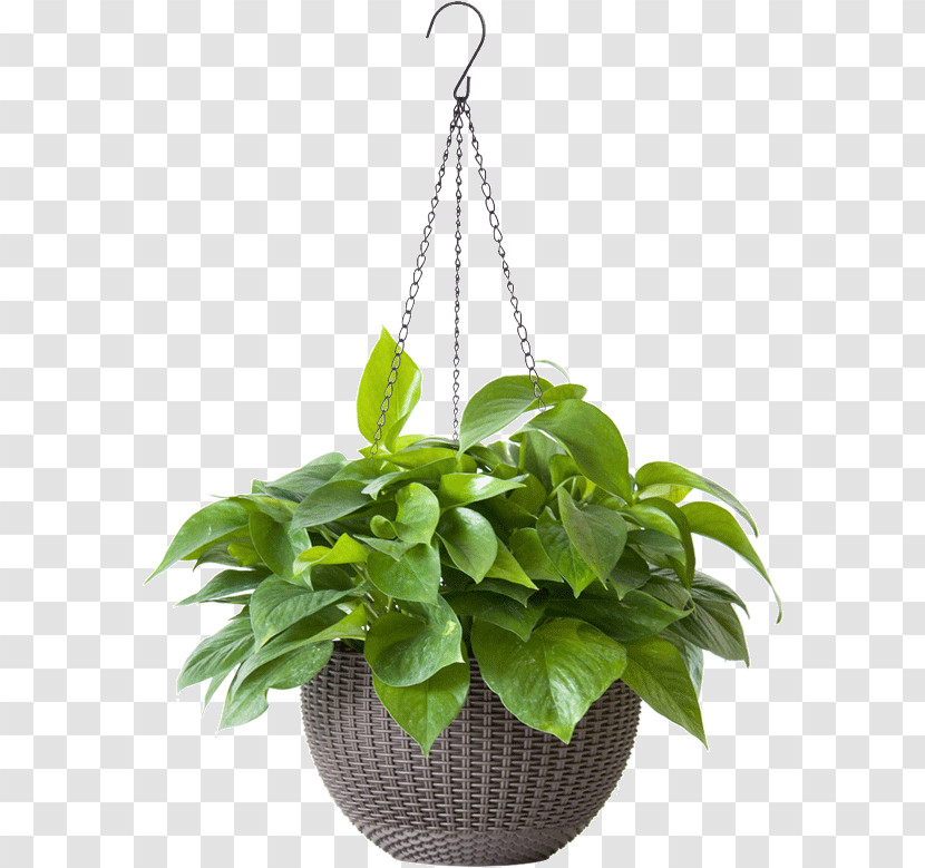 Flowerpot Houseplant Flower Leaf Plant Transparent PNG