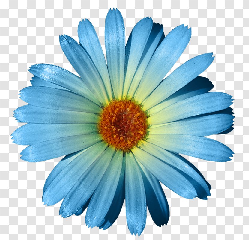 Flower Blue Rose Clip Art - Daisy Transparent PNG