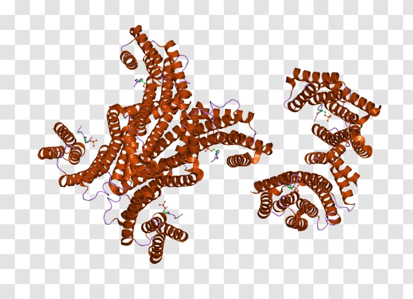 YWHAG 14-3-3 Protein Gene Invertebrate - Product - Phosphoserine Transparent PNG
