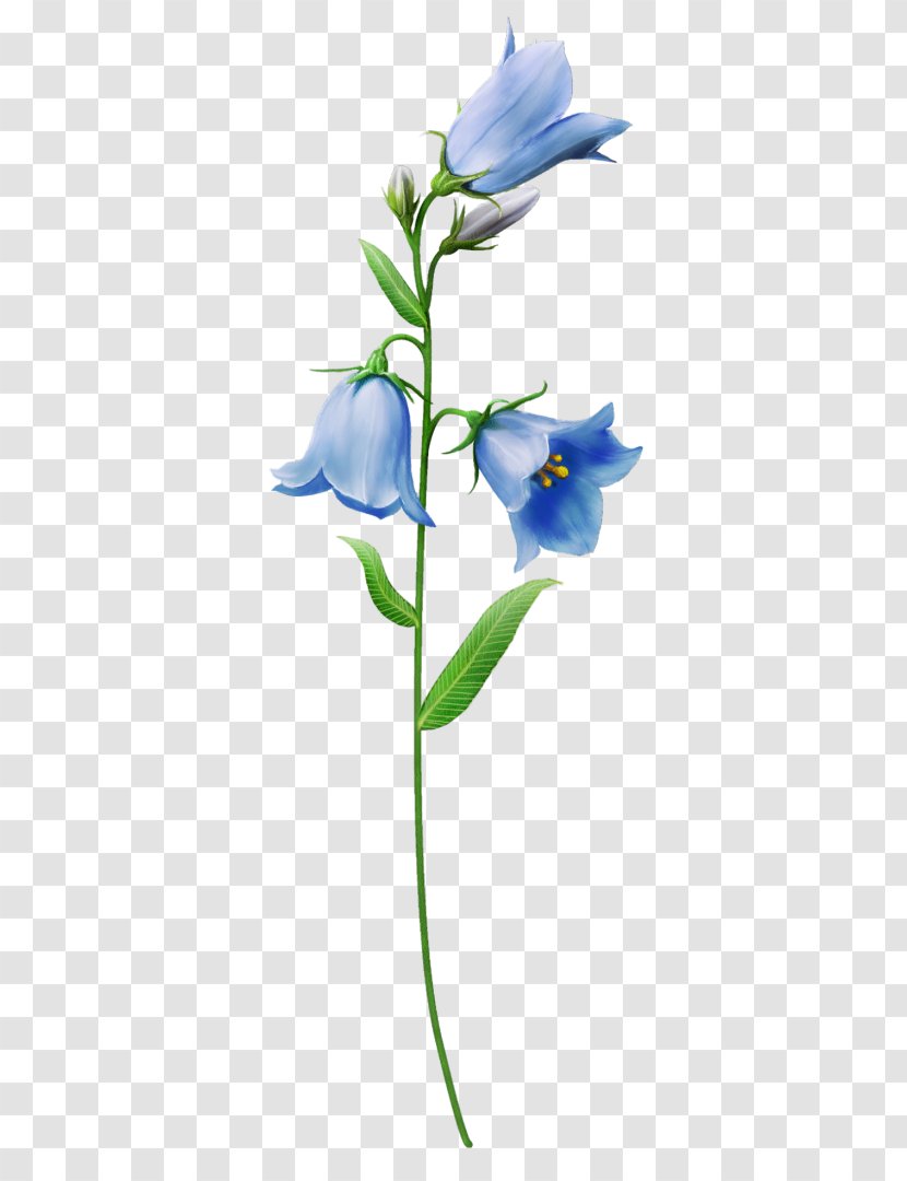 Bellflowers Clip Art Psd - Dayflower - Flower Transparent PNG