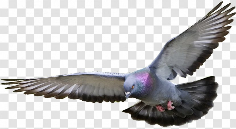 Columbidae Clip Art - Breed - Pigeon Picture Transparent PNG