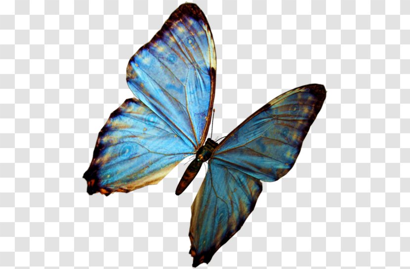 Butterfly Greta Oto Clip Art - Monarch Transparent PNG