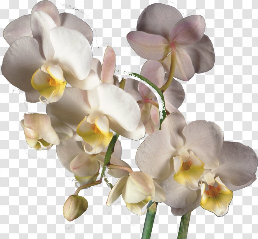 Moth Orchids Clip Art - Phalaenopsis Equestris - Orchid Transparent PNG