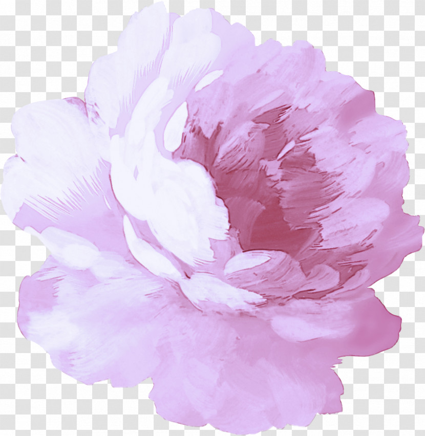 Pink Petal Flower Peony Plant Transparent PNG
