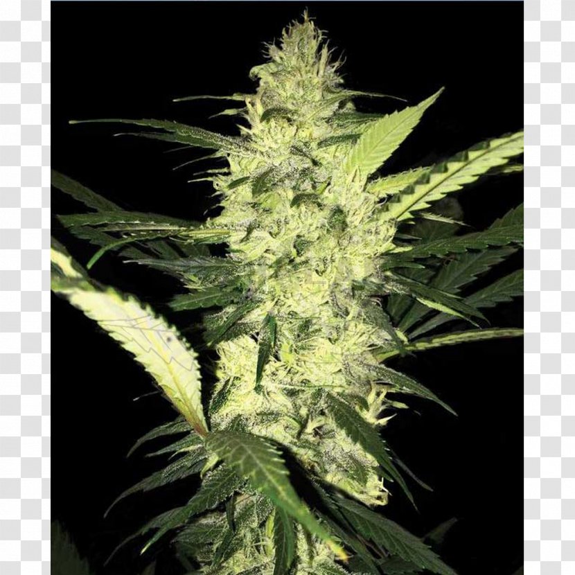 T.h. Seeds Medical Cannabis Kush - Hemp Transparent PNG