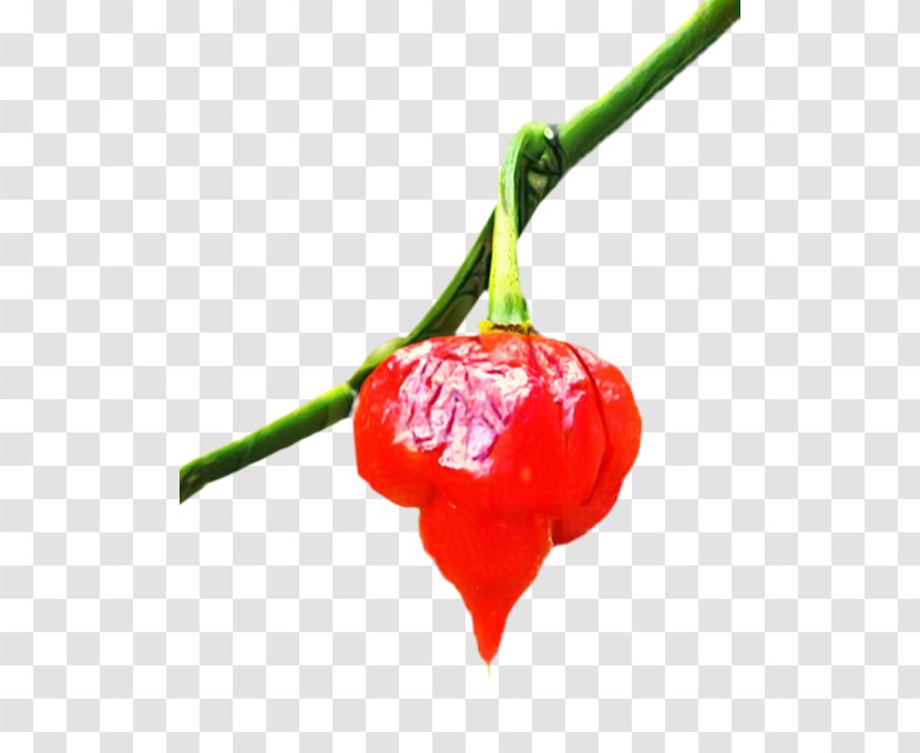 Red Flower - Plant Stem - Pimiento Superfruit Transparent PNG