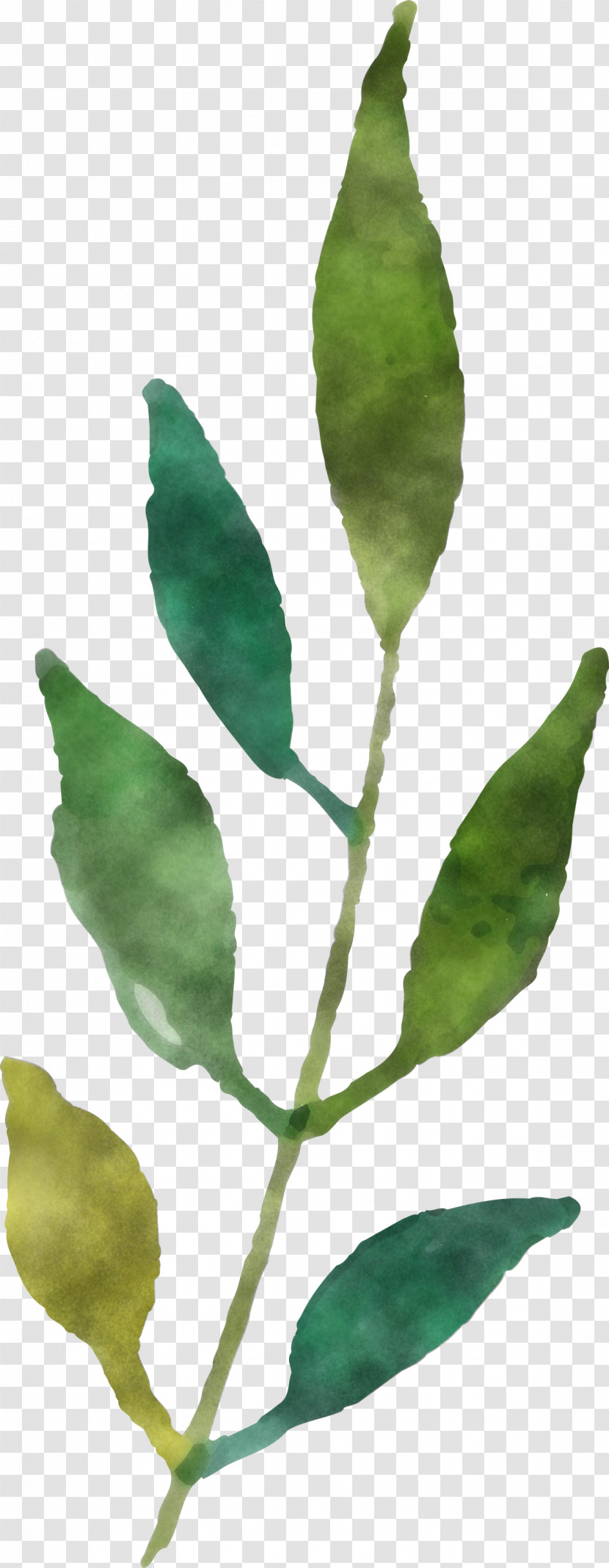 Leaf Plant Stem Twig Plants Biology Transparent PNG