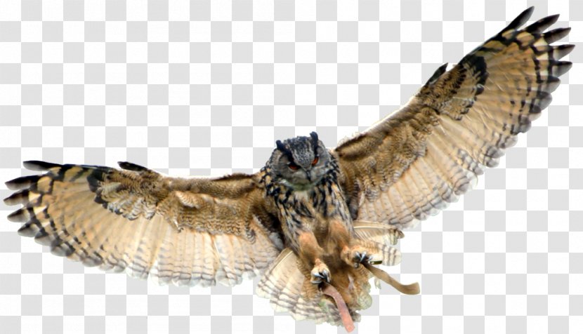 Eurasian Eagle-owl Great Horned Owl - Pellet - Transparent Background Transparent PNG