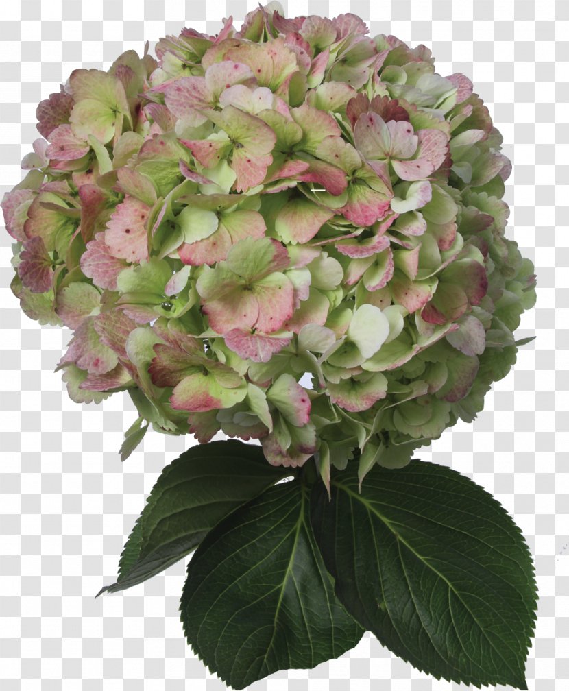 Hydrangea Cut Flowers Plant Color - Dye Transparent PNG