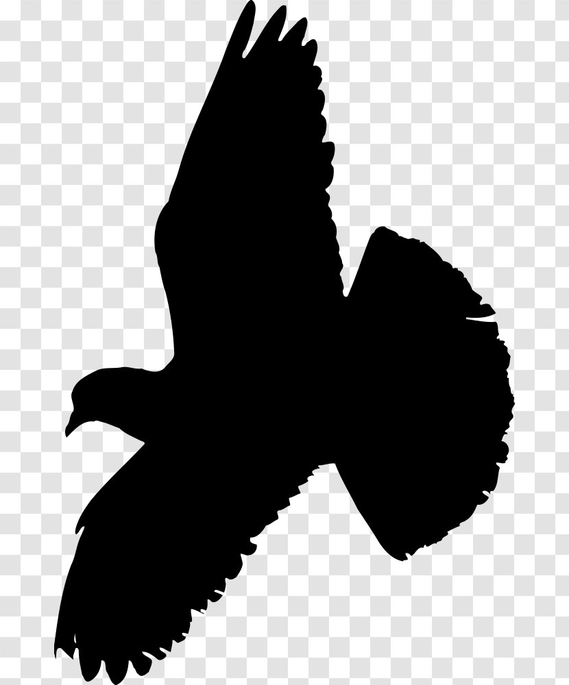 Columbidae Indian Fantail Pigeon Bird Squab Transparent PNG