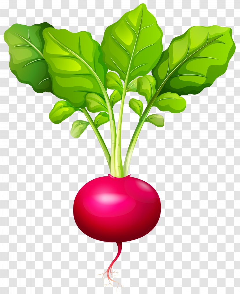 Daikon Root Vegetables - Leaf Vegetable - Beet Transparent PNG