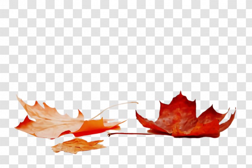 Maple Leaf - Sweet Gum Transparent PNG