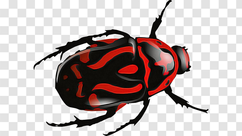 Beetles Scarabs Dung Beetle Colorado Potato Beetle Ladybugs Transparent PNG