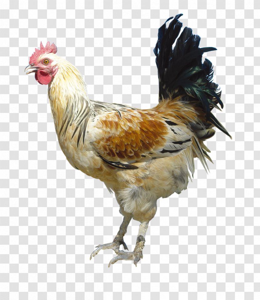 Chicken Rooster Poultry Feed - Go To The Transparent PNG