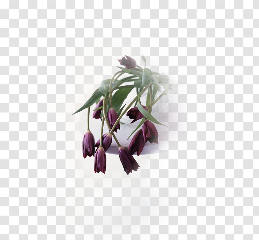 Flowers Background - Tulip - Fritillaria Spiderwort Transparent PNG