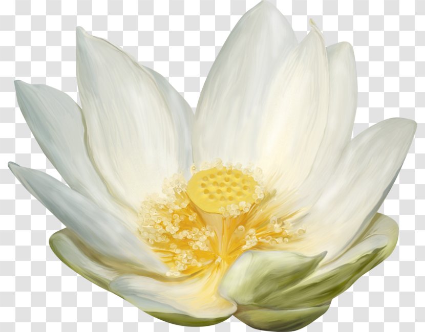 Nelumbo Nucifera White Download - Flower - Petal Transparent PNG