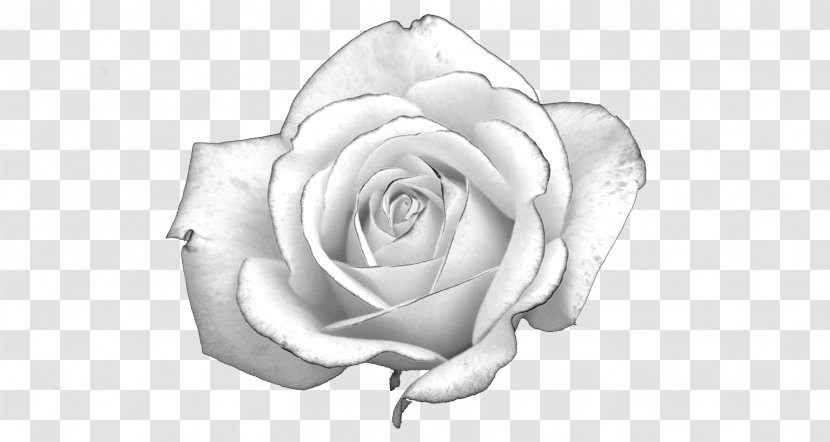 White Rose Light Presentation - Cut Flowers - Roses Transparent PNG