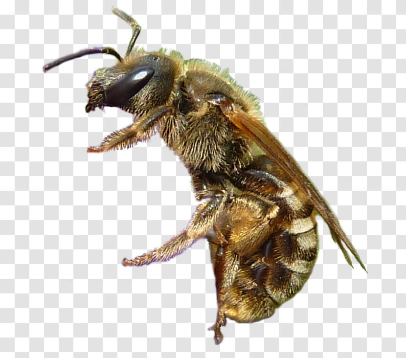 Honey Bee Clipping Path Photo Manipulation Free Software - Scribus - Chalet Transparent PNG