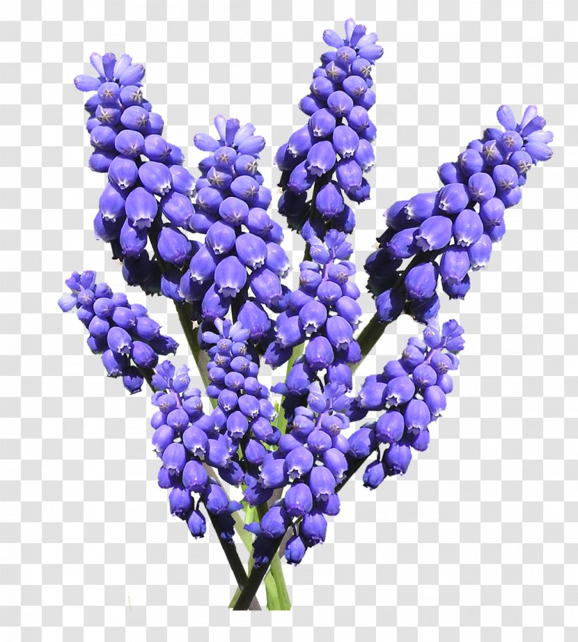 Grape Hyacinth Common Water Flower Transparent PNG