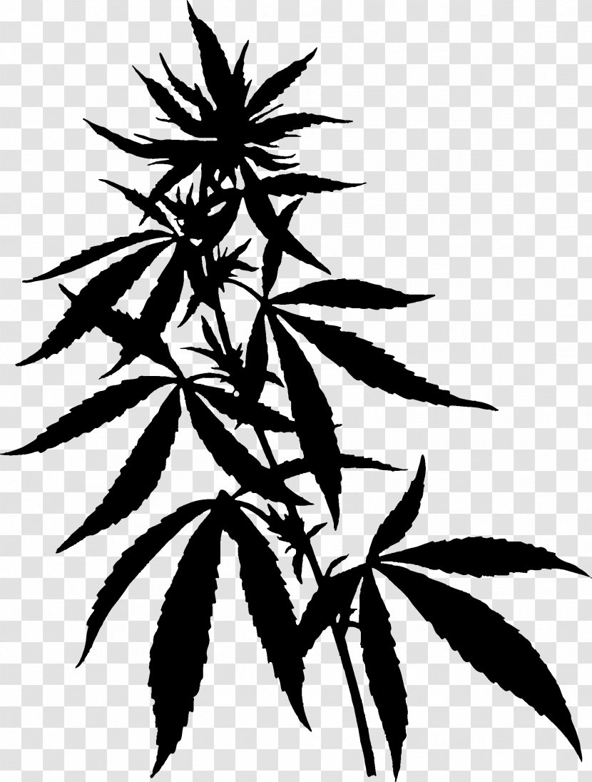 Cannabidiol Cannabis Cannabinoid Tetrahydrocannabinol Hemp - California Weed Blog - Flowering Plant Transparent PNG