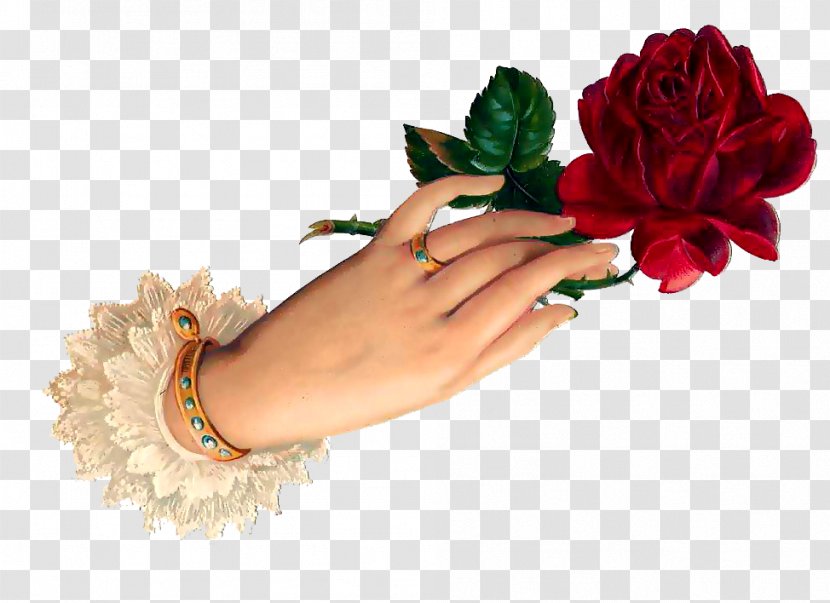 Garden Roses Flower Gift - Rose - Good Evening Transparent PNG