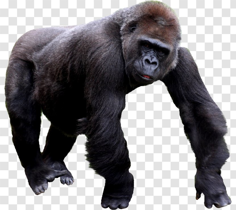 Western Gorilla Image File Formats Clip Art - Common Chimpanzee - Freegorilla Transparent PNG