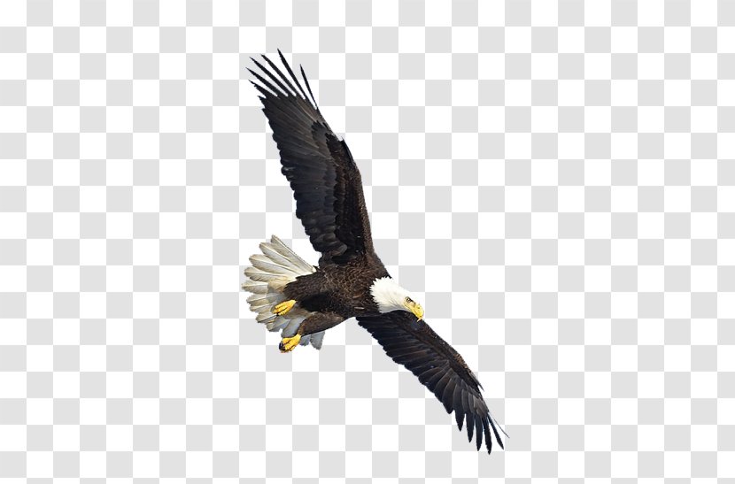 Bald Eagle Bird Clip Art - Buzzard - Fear Transparent PNG