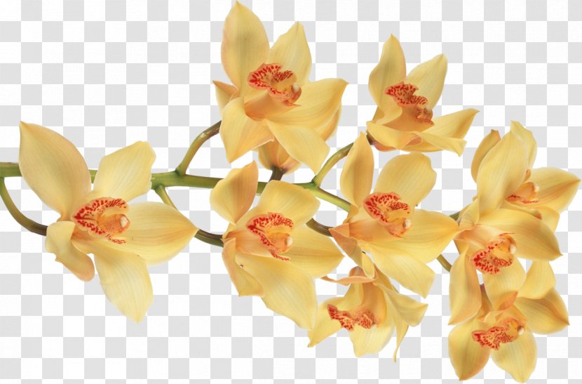 Moth Orchids Butterfly Cut Flowers - Petal Transparent PNG