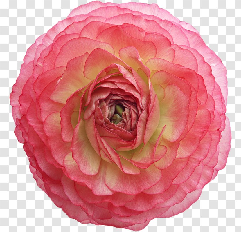Garden Roses Flower Clip Art - Theaceae Transparent PNG