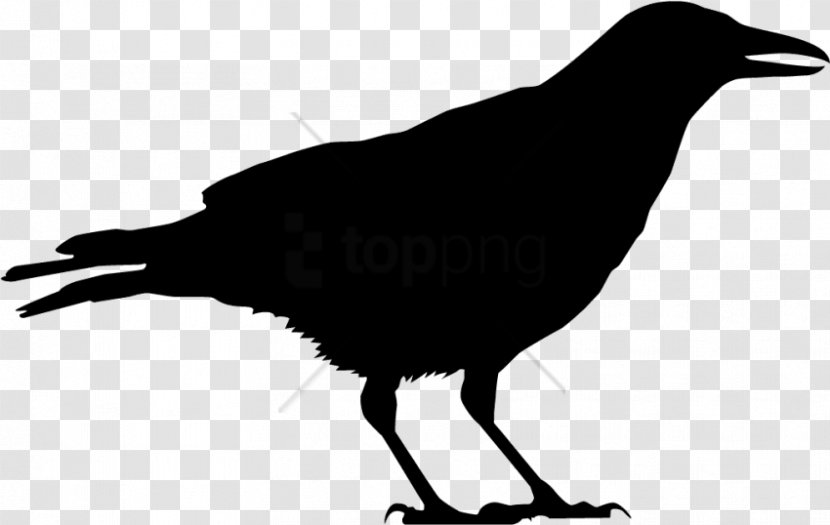 Bird American Crow Clip Art Common Raven - Beak - Chicken Head Silhouette Vector Illustration Transparent PNG