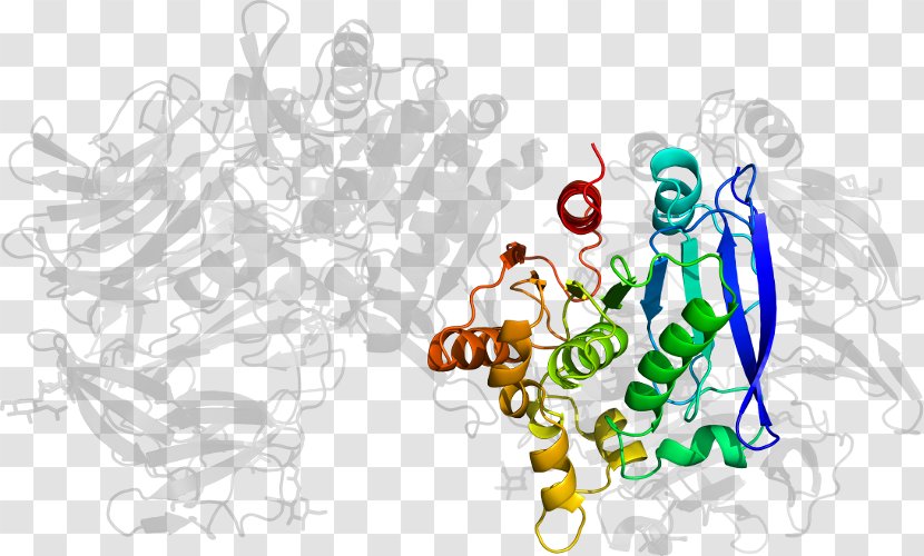 Illustration Clip Art Organism Product Human Behavior - Heart - Dipeptidyl Peptidase4 Transparent PNG