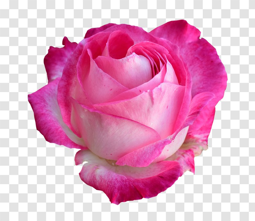 Rose Flower Light Transparent PNG
