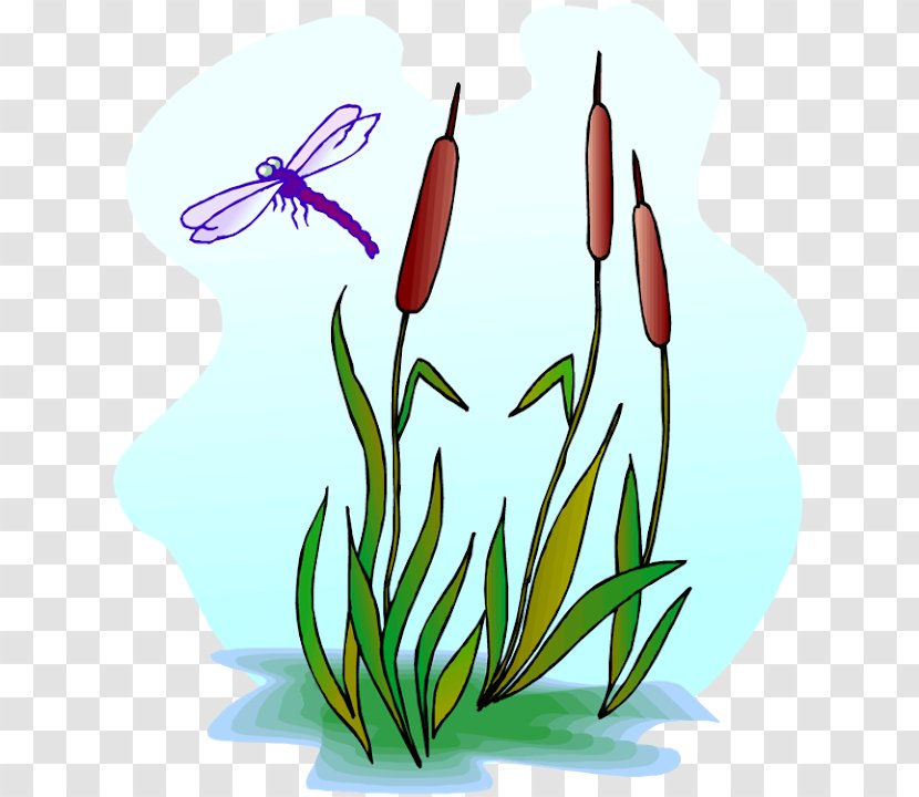 Dragonfly Scirpus Royalty-free Clip Art - Drawing - Reed Clipart Transparent PNG