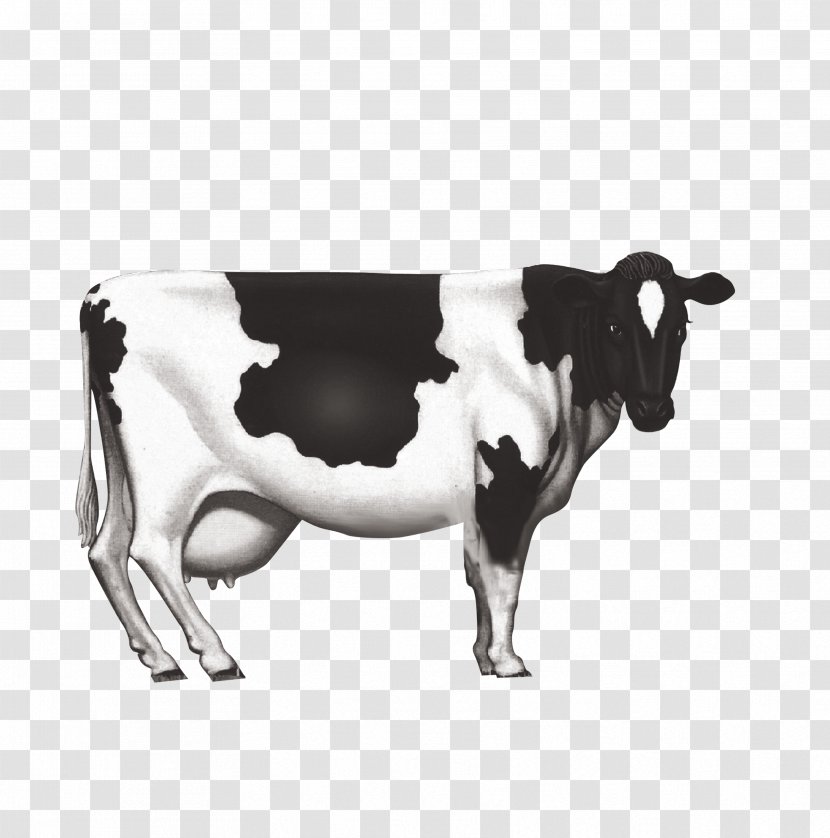Holstein Friesian Cattle Dairy Milk Calf - Cow Transparent PNG