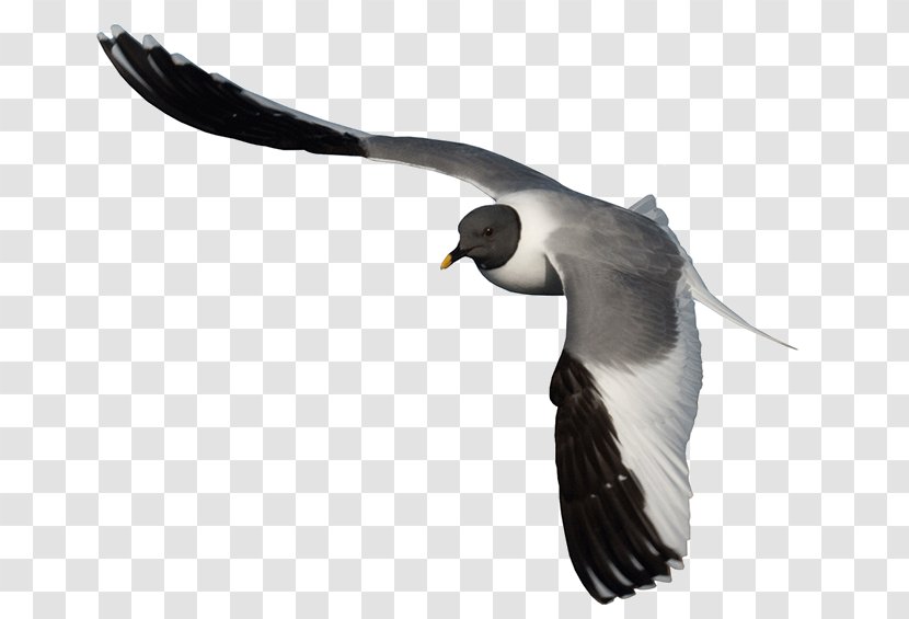 Gulls Bird Albatross Beak Neck Transparent PNG