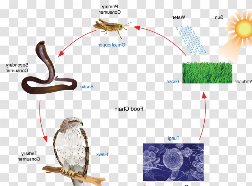 Organism Line - Tree - Food Chin Transparent PNG