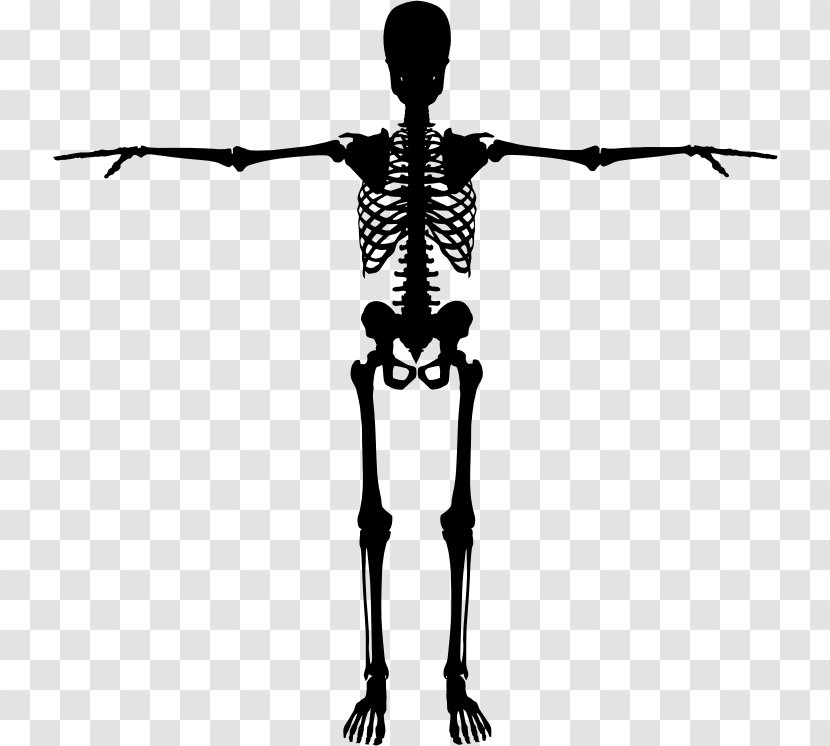 Human Skeleton Bone Silhouette Transparent PNG