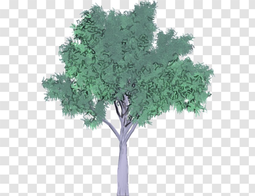 Plane - Plant - American Larch Elm Transparent PNG