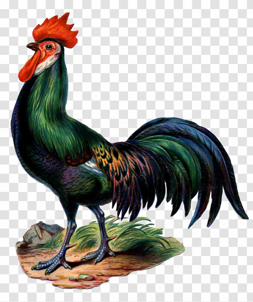 Chicken Rooster Clip Art - Textile - Big Cock Transparent PNG
