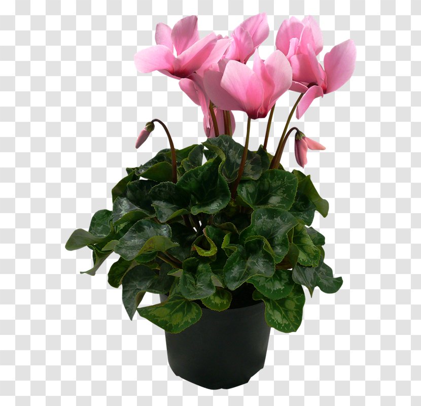 Cyclamen Houseplant Flowerpot - Gardening - Pot Plant Transparent PNG