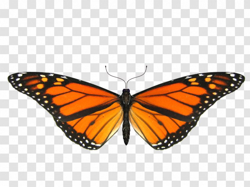 Monarch Butterfly Insect Clip Art - Symmetry - Glitter Animation Transparent PNG