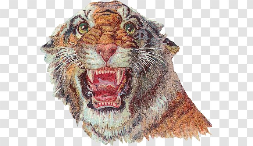 Tiger Lion Circus Clown - Roar Transparent PNG