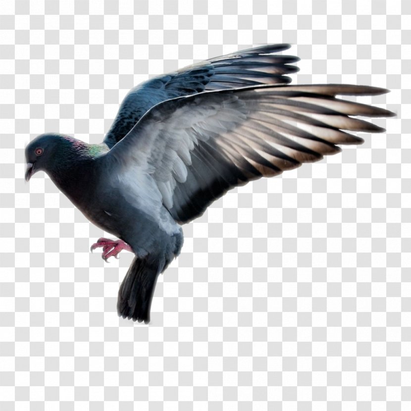 PEST CONTROL BLACKBURN Pigeons And Doves Rat Bird Control Spike - Ant Transparent PNG