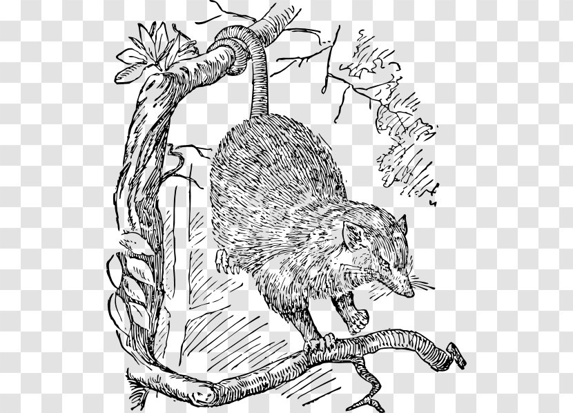 Opossum Phalangeriformes Vertebrate Marsupial Clip Art - Tree - Porcupine Cartoon Transparent PNG